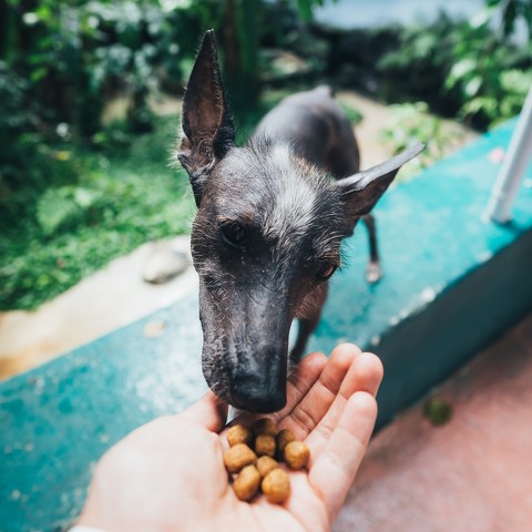 Tea Time Dog Treats